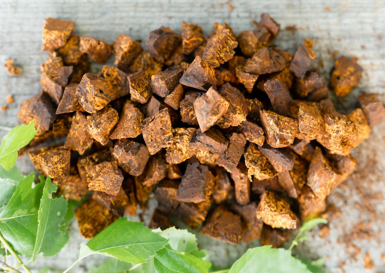 健康食品として代替医療分野で注目を集める“キノコ類のホープ”