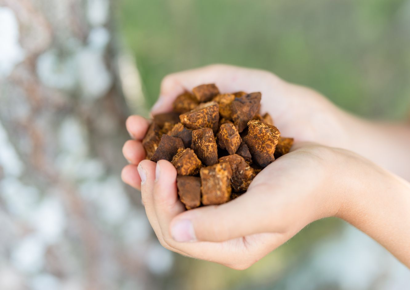 2万本に1つしか見つからない“幻のキノコ”