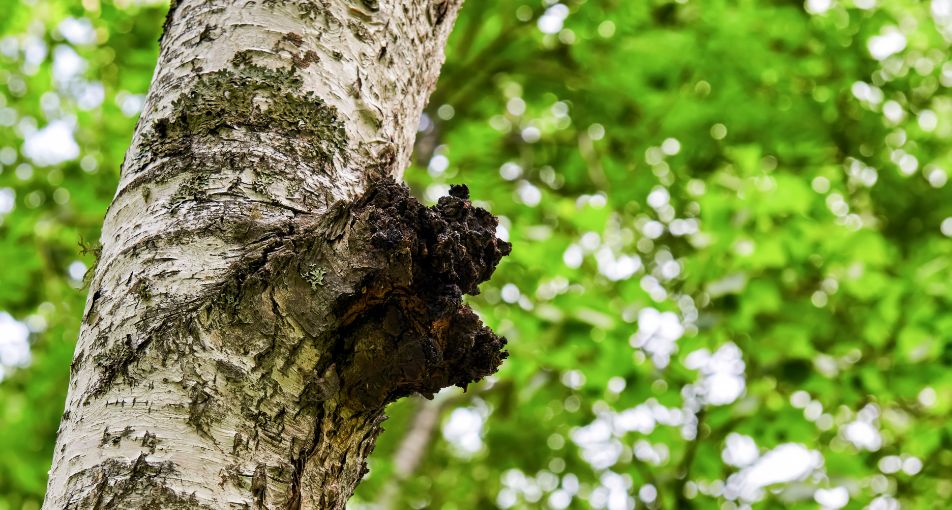 2万本に1つしか見つからない“幻のキノコ”