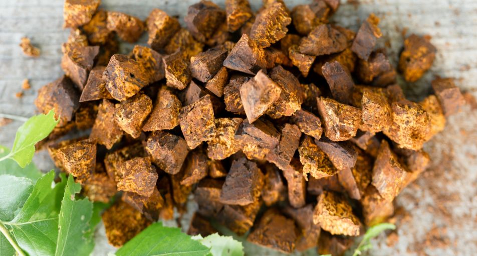 健康食品として代替医療分野で注目を集める“キノコ類のホープ”