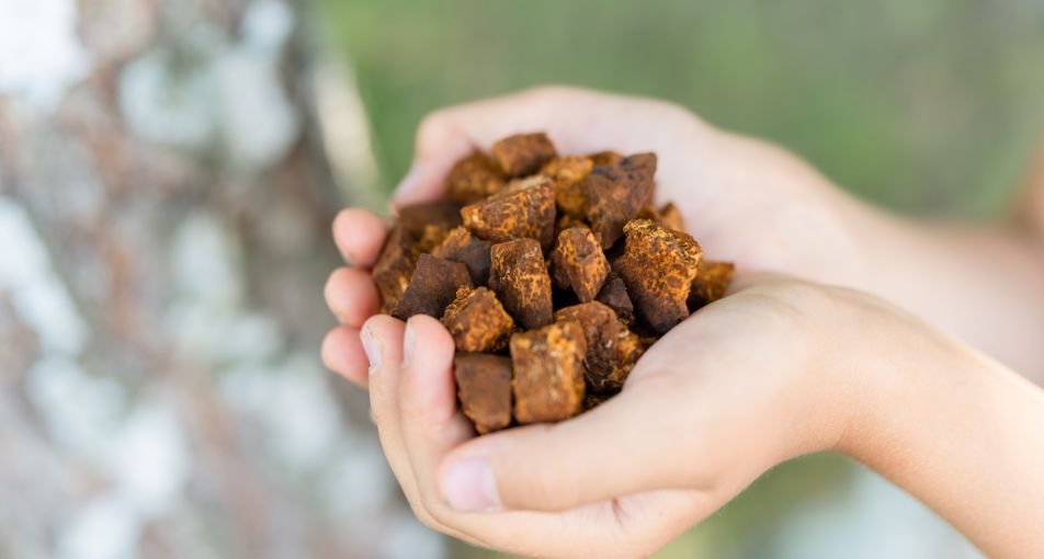 2万本に1つしか見つからない“幻のキノコ”